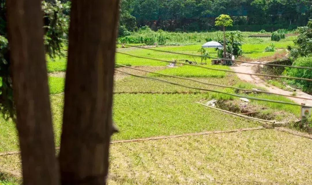 深圳最新开放公园景点图片欣赏,深圳最新的一个超级公园