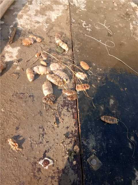 今年的海参大减产的原因,高温大连海参最新消息