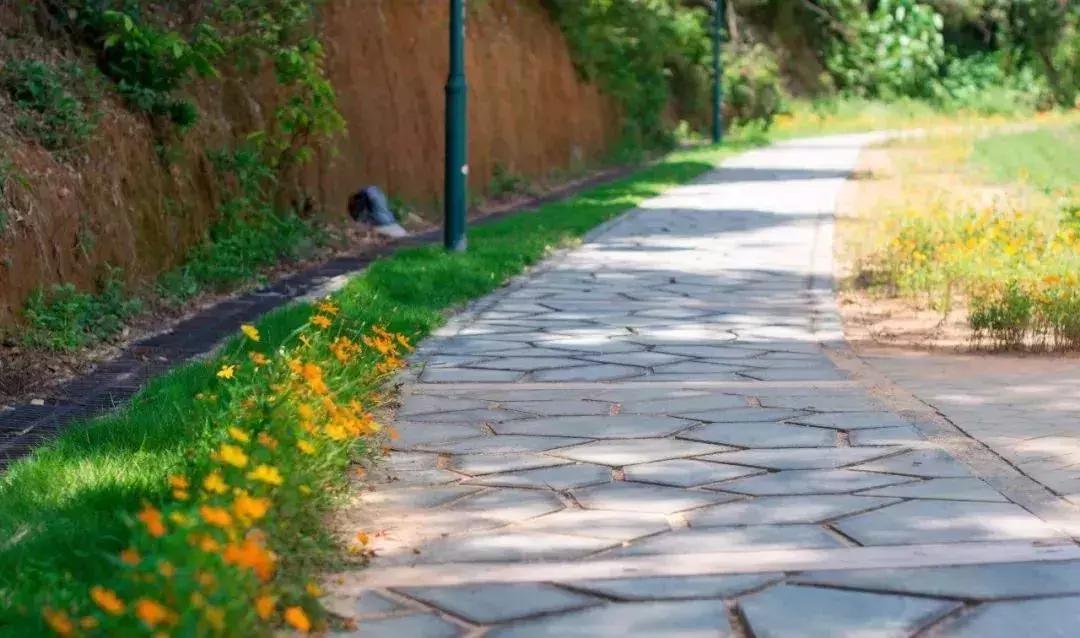 深圳足球公园免费开放,深圳新的草地公园