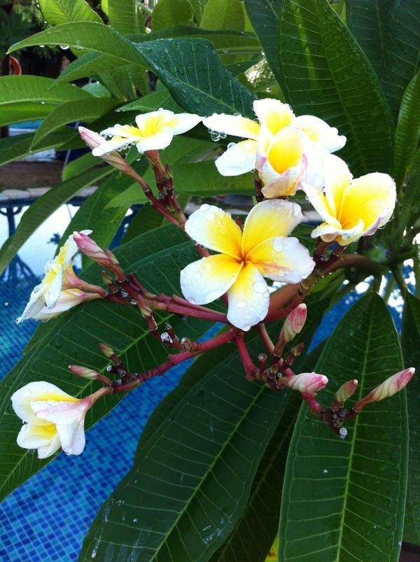 大宝二宝三亚游,三亚三妈游玩攻略