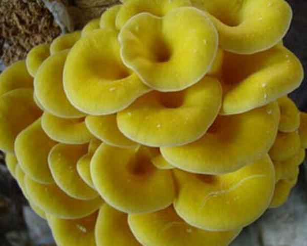 极具特色的河池美食,广西河池特色小吃大全