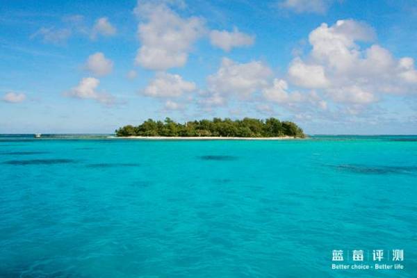 蓝莓评测美国蓝莓,蓝莓评测