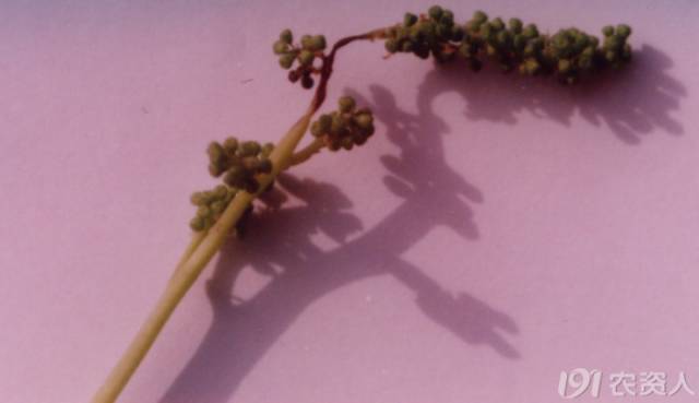 葡萄常见病害对照表,阳光玫瑰葡萄常见病害