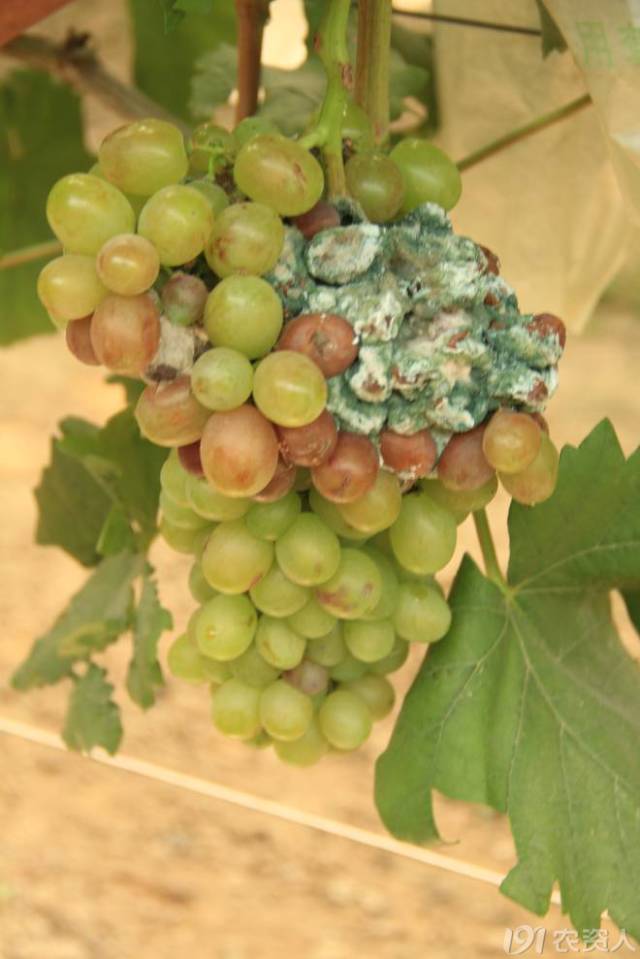 葡萄常见病害对照表,阳光玫瑰葡萄常见病害