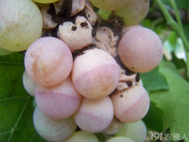 葡萄常见病害对照表,阳光玫瑰葡萄常见病害