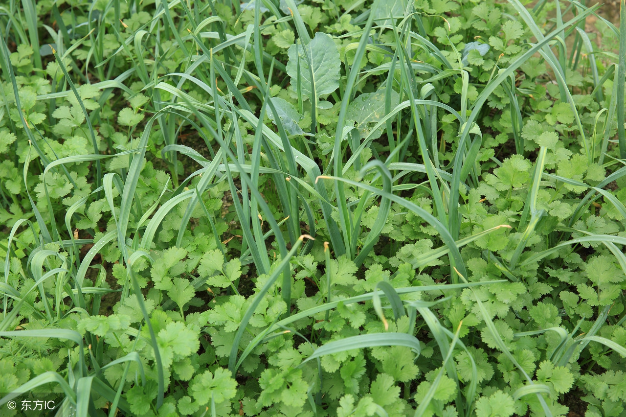 农业种植致富技巧,农民致富有妙招