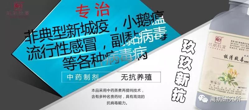 小鹅瘟疫为什么这么严重,小鹅苗近期生病是什么原因