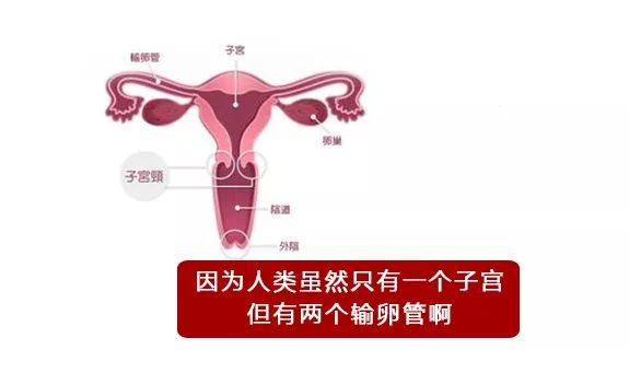 一直以为自己是跑得最快的那颗精子，原来并不是……