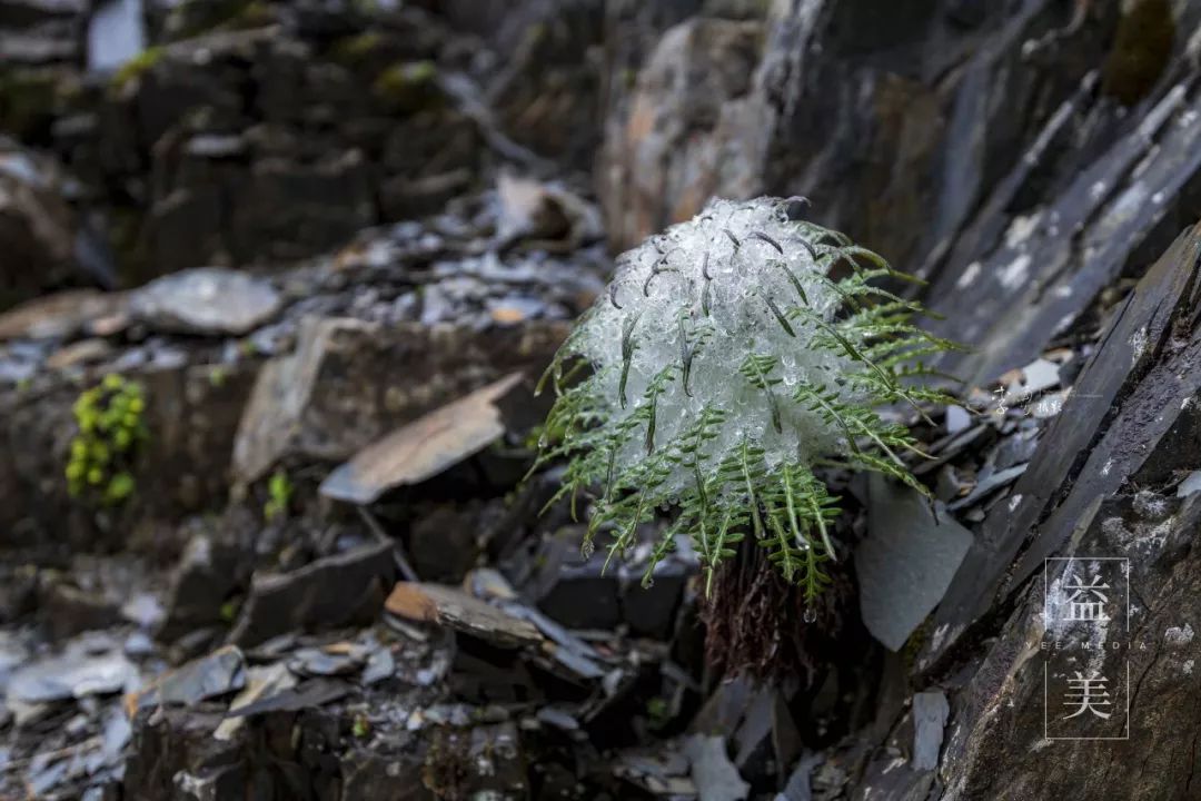 「昨日推文」哭泣的雪兔子，已经被人类挖到濒临灭绝！请高抬贵手放过它们吧！