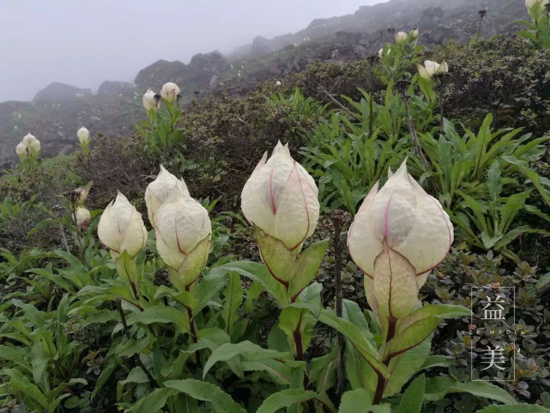 「昨日推文」哭泣的雪兔子，已经被人类挖到濒临灭绝！请高抬贵手放过它们吧！