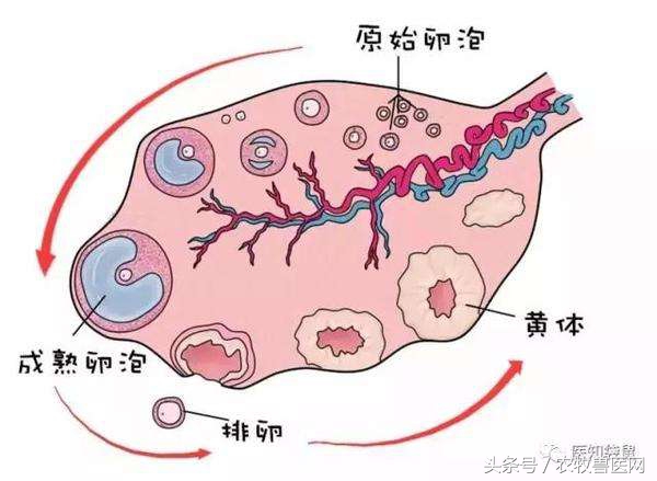 执业兽医考试题库软件,执业兽医师考试题库