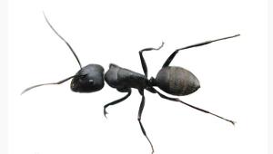 前些天下雨后在广场捡了一只大蜗牛,它属于哪种?名称求教,谢谢