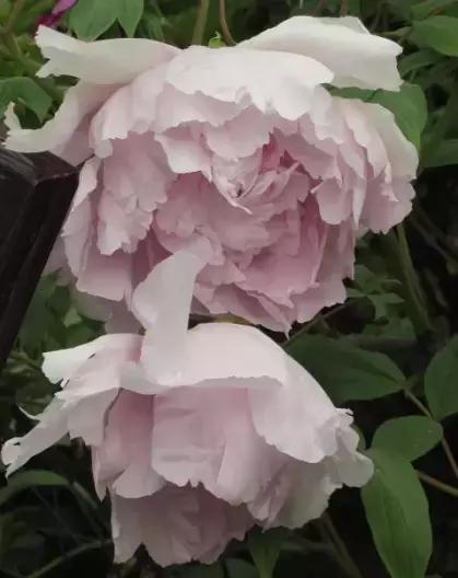 8.8发财日的祝福,8月18日发财日早安祝福图片