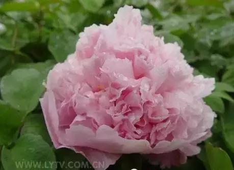 8.8发财日的祝福,8月18日发财日早安祝福图片