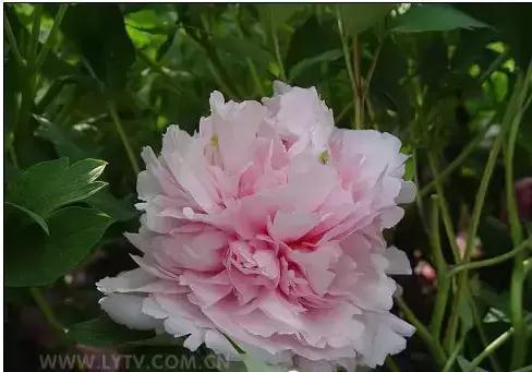 8.8发财日的祝福,8月18日发财日早安祝福图片