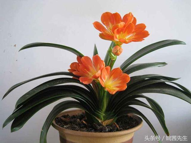 属虎吉祥植物七叶莲摆放什么方位,家里植物摆放方位禁忌