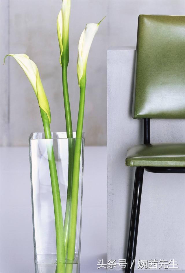 属虎吉祥植物七叶莲摆放什么方位,家里植物摆放方位禁忌