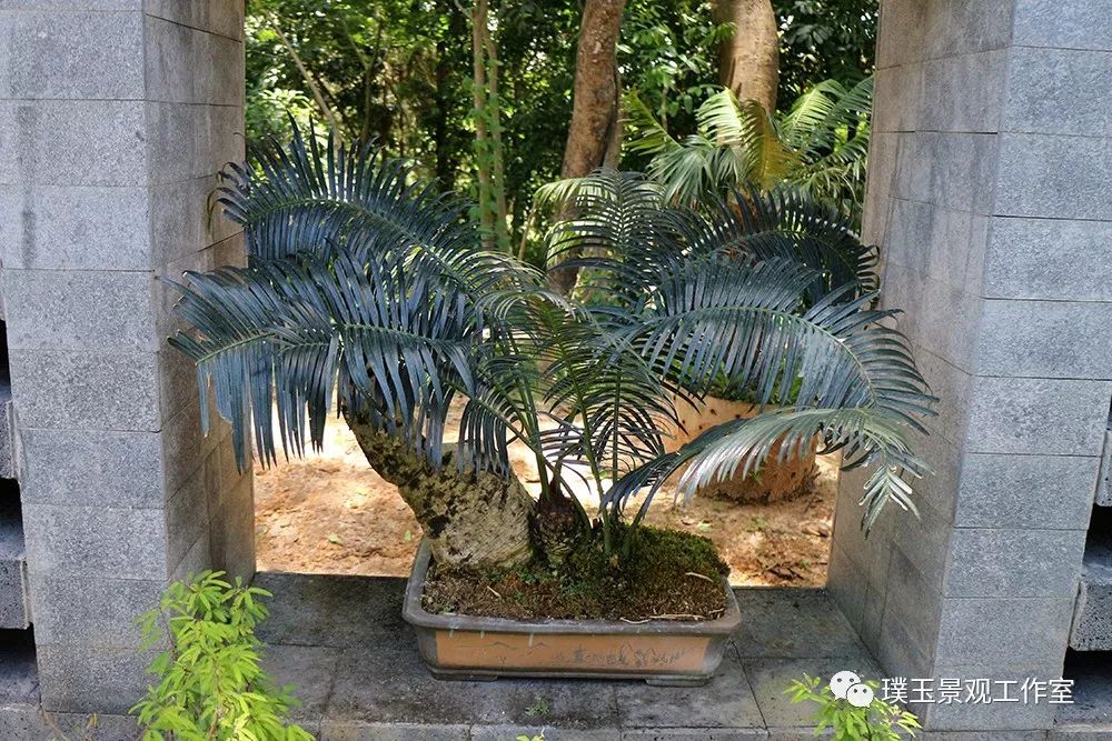 最漂亮的铁树开花,铁树开花深圳