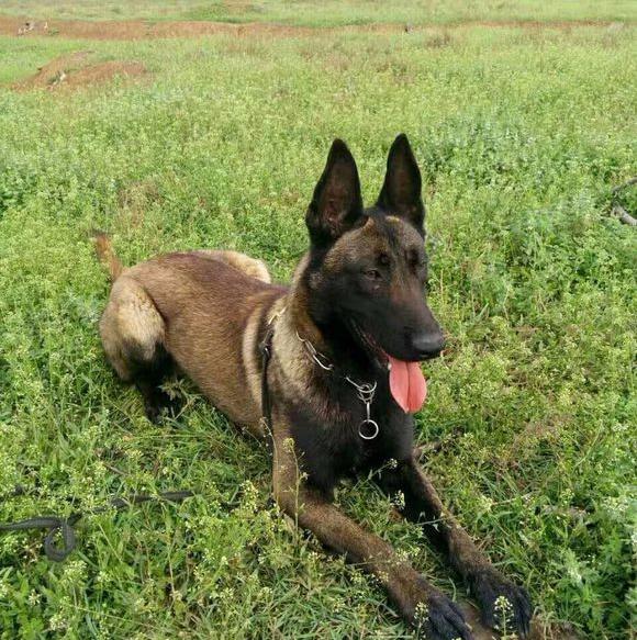 马犬多久长大性格稳定,马犬的警觉性