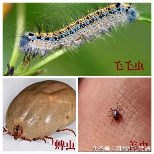 警惕！小伙在树底下玩手机，结果整条手臂出现成串“脓包”！