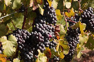 美国康涅狄克州旅游,康涅狄格州在美国地图