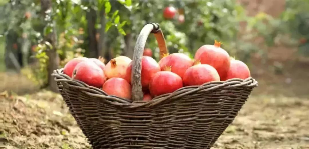 突尼斯软籽石榴被称之为雅诗兰黛,被誉为可以吃的雅诗兰黛软籽石榴