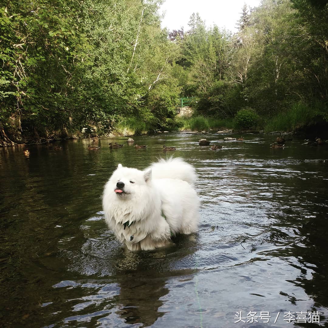 微笑天使萨摩耶和狗弟,微笑天使雪橇三傻