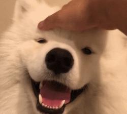 微笑天使萨摩耶和狗弟,微笑天使雪橇三傻