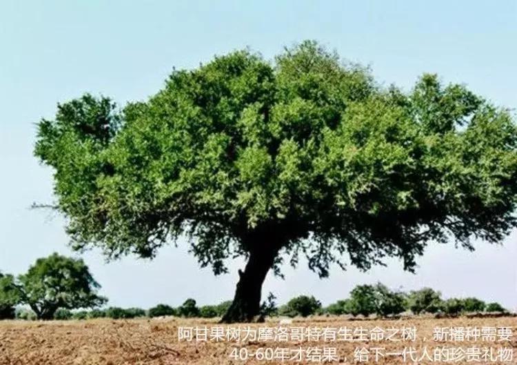 「亲试-有图」好莱坞明星都在用的美发沙龙产品：摩洛哥发油