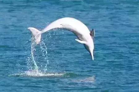 那琴半岛海滨栈道多长,那琴半岛离狮子湾有多少公里