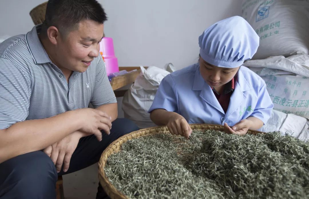 「创富人物」凌云茶乡“领头阳”的人善茶方纯