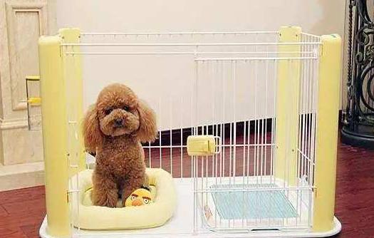 买狗指南养狗注意事项,养狗小白入门指南狗子到家