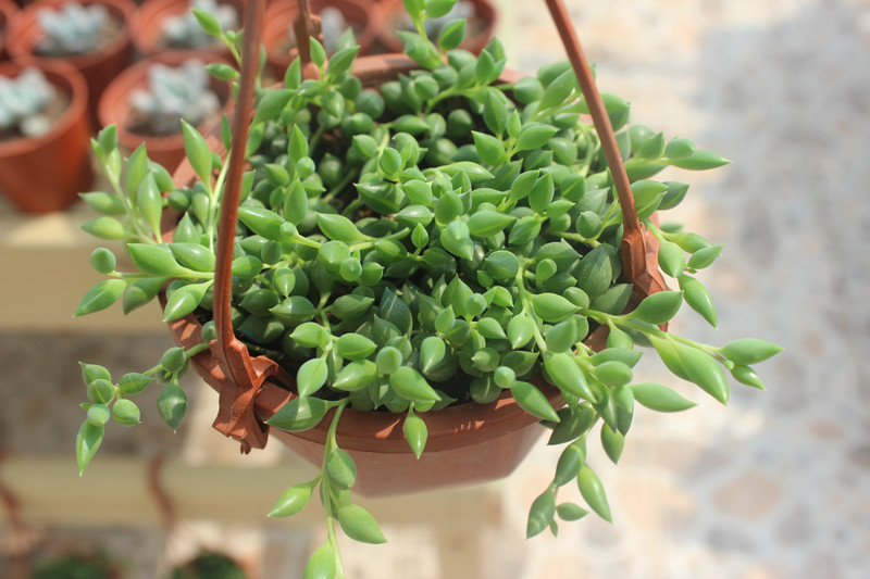 情人泪如何扦插爆盆,情人泪怎么才能养得肥