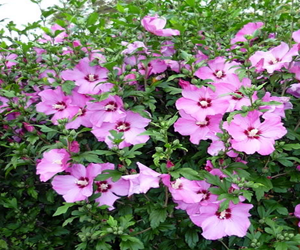 木槿花叶子黄了怎么补救,木槿花叶子发黄的原因及解决方法