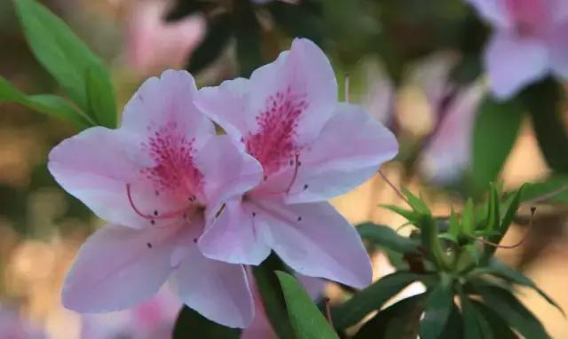 全国31省会城市的市花,全国56个市市花