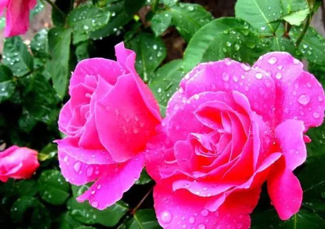 全国31省会城市的市花,全国56个市市花