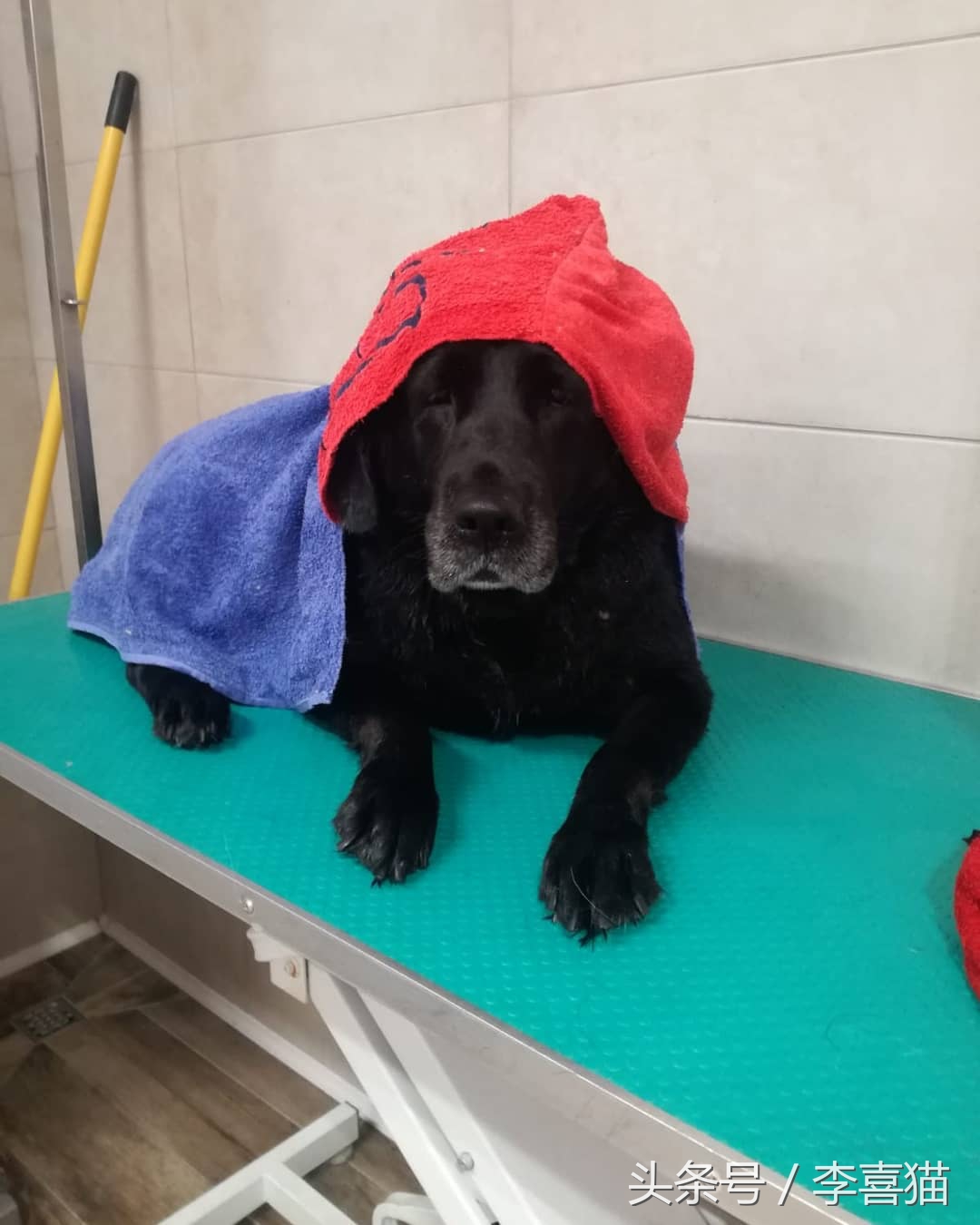 怎么给狗狗洗澡的方式是正确的,给狗狗洗澡的正确操作