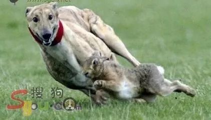 “嘴笼”恒久远,一套永流传!出门前给你家狗子戴上才是真的爱啊!