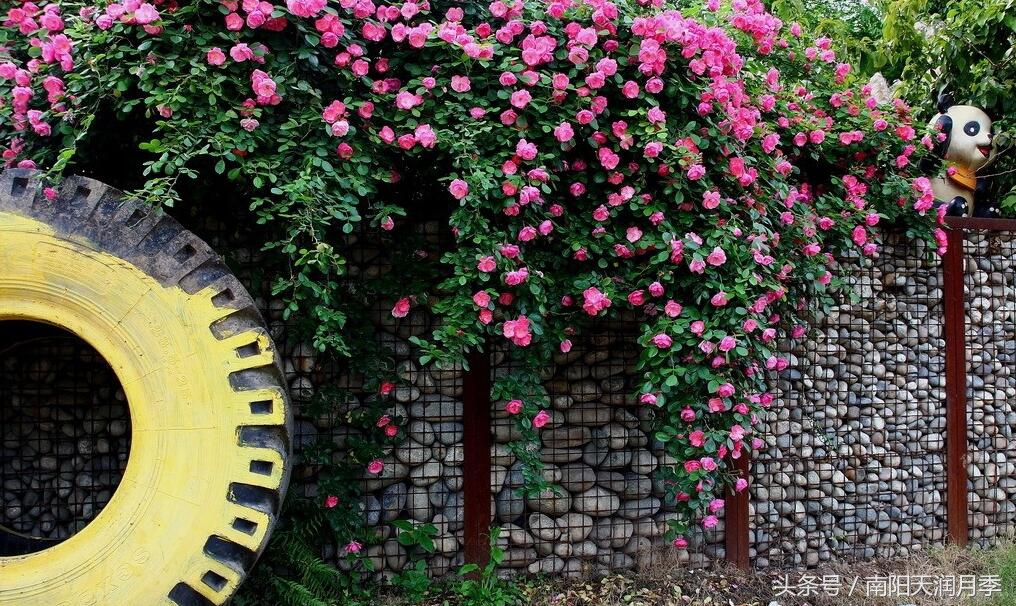 庭院藤本月季造型,如何打造爬藤月季花墙