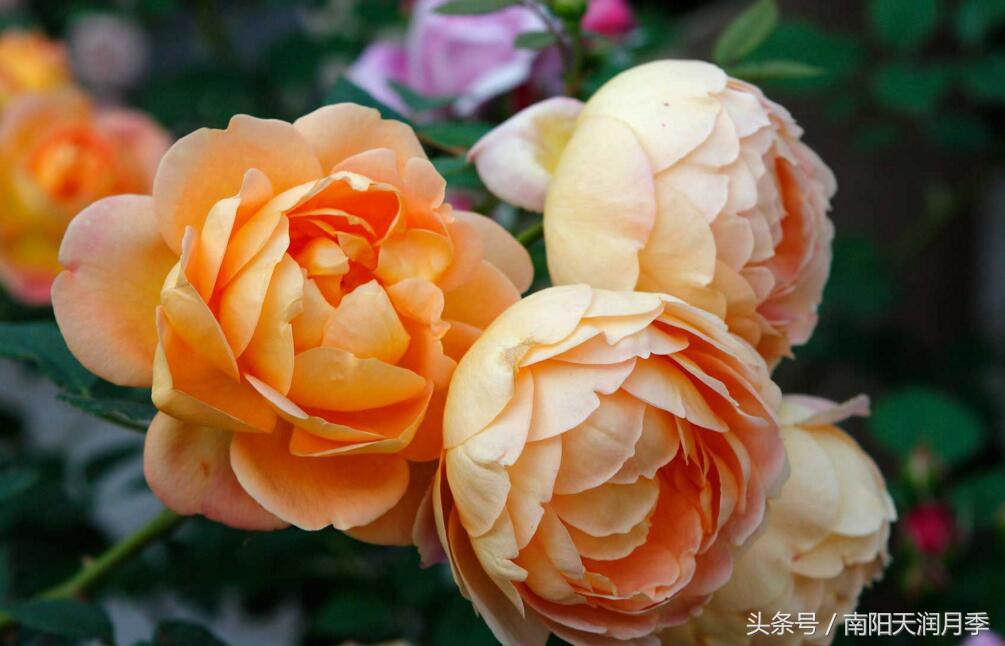 庭院藤本月季造型,如何打造爬藤月季花墙