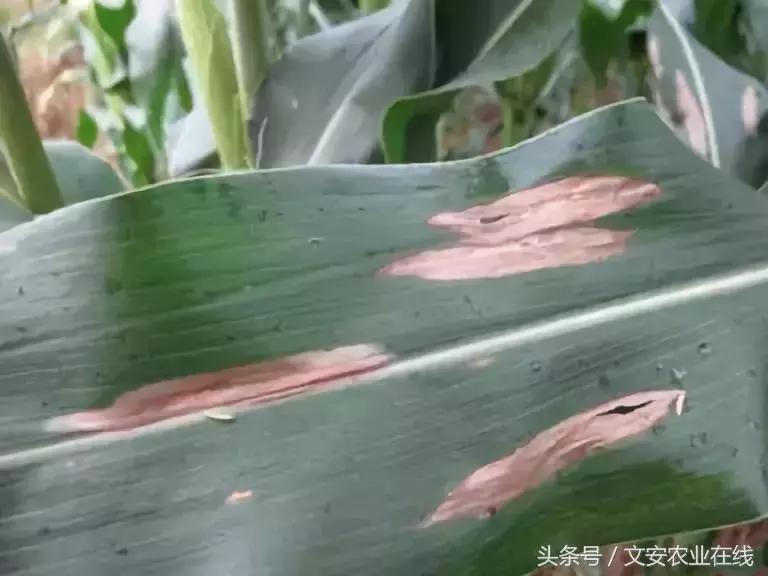 玉米什么时间防治害虫,玉米六月份防治什么病虫害