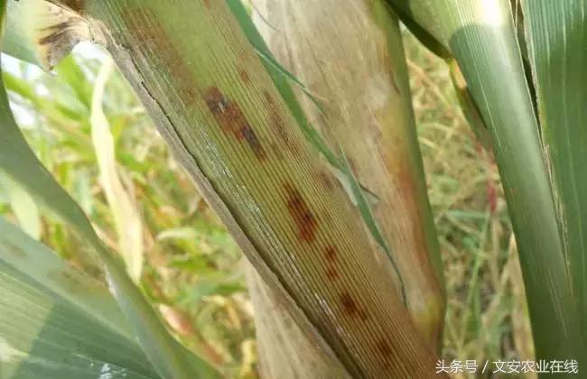 玉米什么时间防治害虫,玉米六月份防治什么病虫害