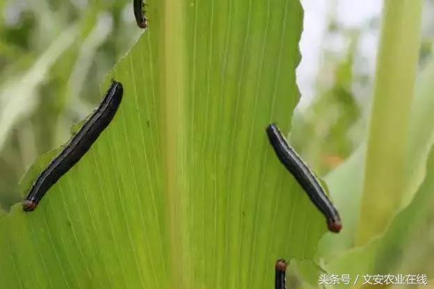 玉米什么时间防治害虫,玉米六月份防治什么病虫害
