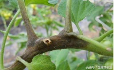 碱地柿子的正确做法,碱地柿子种植方法