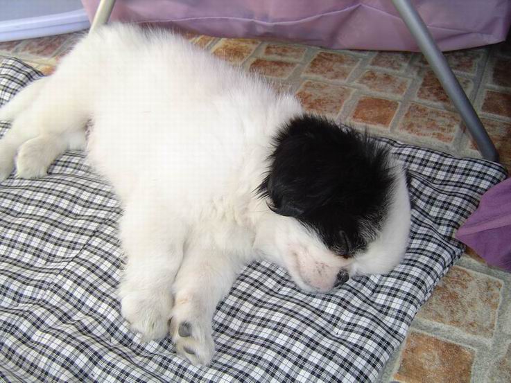 养一只狗需要准备什么东西,养一只狗前期需要多少钱