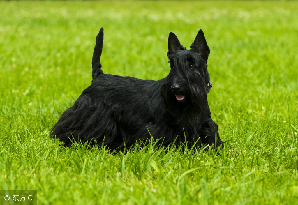 养一只狗需要准备什么东西,养一只狗前期需要多少钱