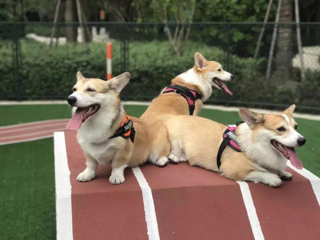 遛狗不栓绳社会狗的危害,毒狗犯不犯法