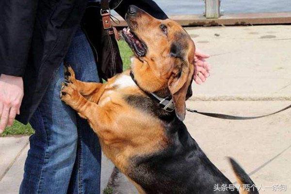 怎样解决狗狗爱扑人的毛病,如何改掉狗狗爱扑人的坏习惯