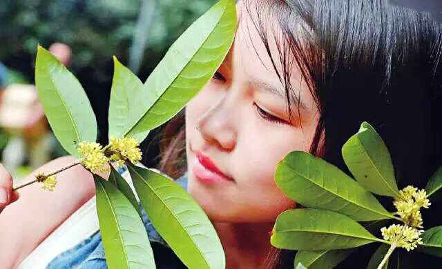 桂花飘香ll绿玉枝头万点黄，缕缕清香满庭芬