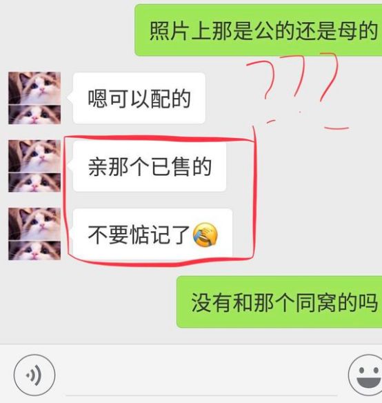 揭露猫贩子及网络买猫的骗局,揭秘那些网上卖猫的人